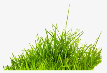 Transparent Background Grass Png, Png Download, Free Download
