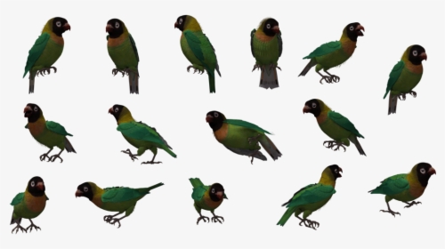 Clip Art Black Winged Lovebird - Parakeet, HD Png Download, Free Download