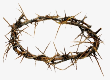 Crown Of Thorns Png Hd Transparent Crown Of Thorns - Crown That Jesus Wore, Png Download, Free Download
