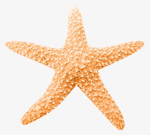 Peaches Clipart Starfish, HD Png Download, Free Download
