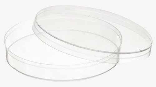 Transparent Petri Dish Png - Ceiling, Png Download, Free Download