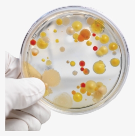 Petridish - Bacteria Growing On Petri Dish, HD Png Download, Free Download