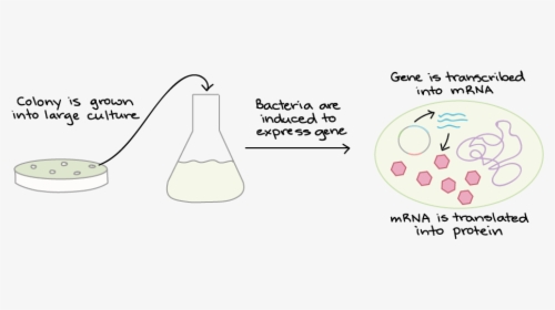 Vector Expressions Bacteria - Induction Bacteria, HD Png Download, Free Download