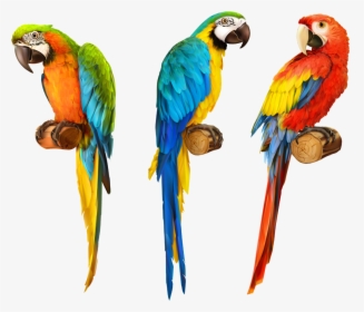 Realistic Colorful Parrot Drawing, HD Png Download, Free Download