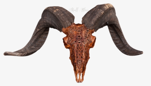Ram Animal Png - Natural Ram Animal Skull Png, Transparent Png, Free Download