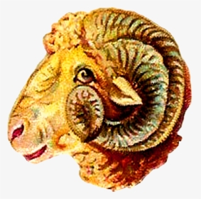 Ram Goat Digital Clip Art - Dall's Sheep, HD Png Download, Free Download