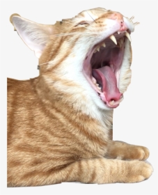 #cat #roar #red #redcat #freetoedit - Cat Yawns, HD Png Download, Free Download