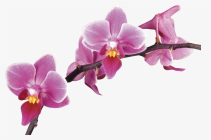 Drawing Orchid Violet - Orchid Drawing, HD Png Download, Free Download