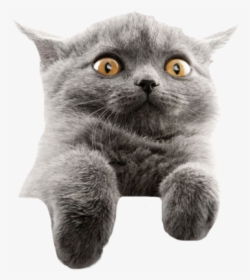 #funny #cat #meme #editit #cool #freetoedit - Grey British Shorthair With Yellow Eyes, HD Png Download, Free Download