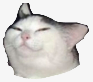Crying Cat Thumbs Up Meme Png.