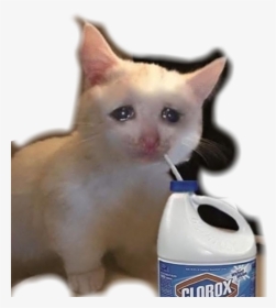 Sadcat Meme Memes Sad Cat Crying Cat Meme Gif Hd Png Download Kindpng