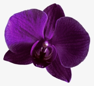 Purple Orchid Clipart - Purple Orchid Transparent Background, HD Png Download, Free Download