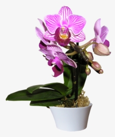Transparent Purple Orchid Png - Transparent Orchid Png Pot, Png Download, Free Download