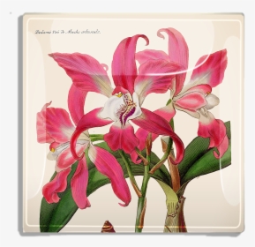 Orchidée Du Mexique, HD Png Download, Free Download