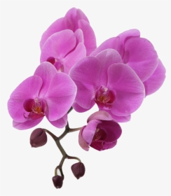 Orquídeas Png, Transparent Png, Free Download