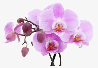 Орхидеи Фаленопсис На Рабочий Стол, HD Png Download, Free Download