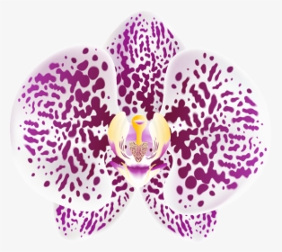 Transparent Orchid Png - Transparent Png Flowers Orchids Purple Png, Png Download, Free Download