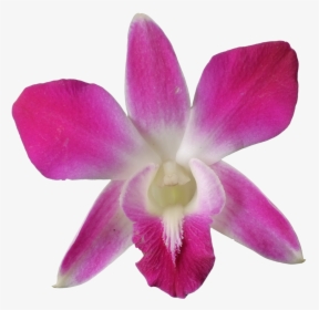 1200 X 1200 - Dendrobium Png, Transparent Png, Free Download