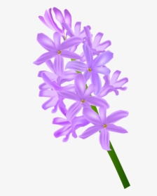 Orchid Clipart Lavender - Hyacinth Png, Transparent Png, Free Download