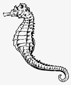 Seahorse, Marine Life, Sea Life, Creature, Living - Sea Horse Clip Art, HD Png Download, Free Download