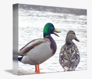 Clip Art Mallard Duck Photographs - Mallard, HD Png Download, Free Download