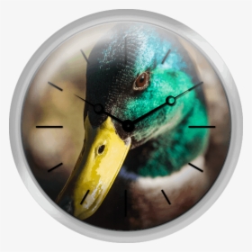 Duck Mallard - Mallard, HD Png Download, Free Download