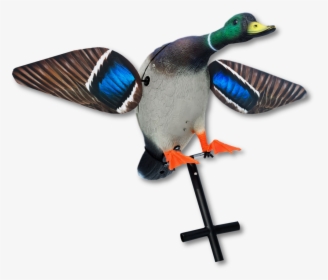 Image Of The Lucky Duck Hot Shot Mallard - Mallard, HD Png Download, Free Download