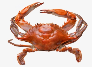 Crab Png Clipart - Crab Hd, Transparent Png, Free Download