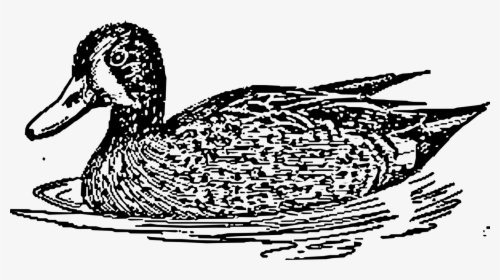 Transparent Mallard Duck Clipart Black And White - Duck With Water Vector Png, Png Download, Free Download