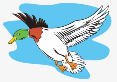 Transparent Flying Ducks Clipart - Cartoon Mallard Duck Flying, HD Png Download, Free Download