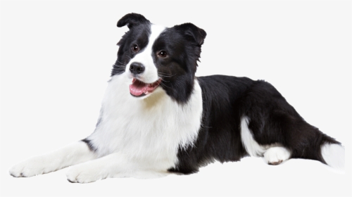 Border Collie Puppy Png, Transparent Png, Free Download