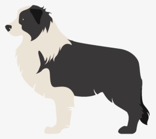 Border Collie Rough Collie Scotch Collie Old English - Border Collie Imagen Sin Fondo, HD Png Download, Free Download