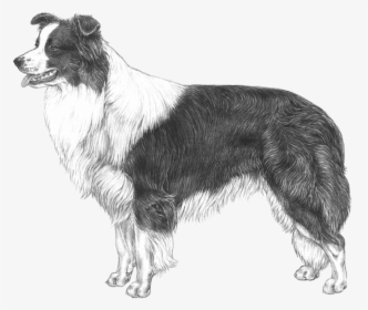 Border Collie Illustrated Standard, HD Png Download, Free Download
