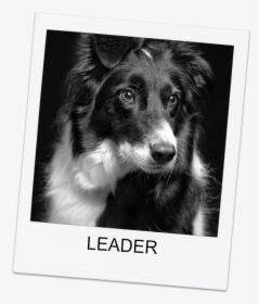 Border Collie Dog - Black And White Border Collie Photography, HD Png Download, Free Download
