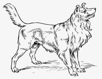 Dog, Collie, Breed, Pedigree, Border, Purebred - Realistic Dog Clip Art Black And White, HD Png Download, Free Download