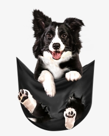 Border Collie In Pocket Shirt, HD Png Download, Free Download