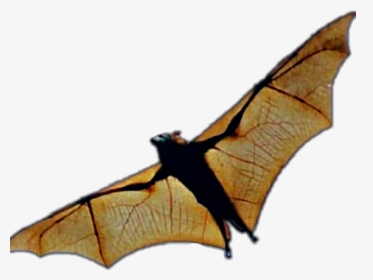 #fly #yellow #brown #flower #sticker #cool # Esbyk - Bat In Flight, HD Png Download, Free Download