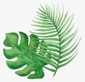 Fern, HD Png Download, Free Download