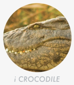 Transparent Killer Croc Png - Saltwater Crocodile, Png Download, Free Download