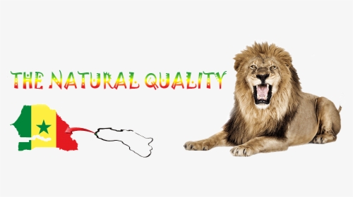 Lion Open His Mouth, HD Png Download, Free Download