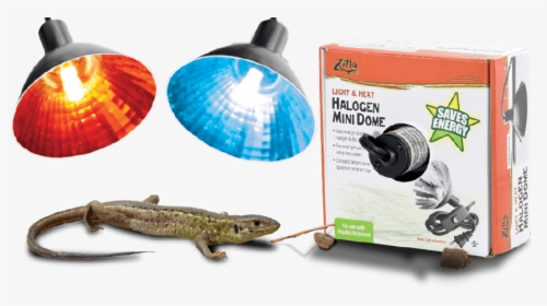 Pet Lizard Next To Energy Saving Heat Halogen Mini - Mini Dome Light Reptile, HD Png Download, Free Download