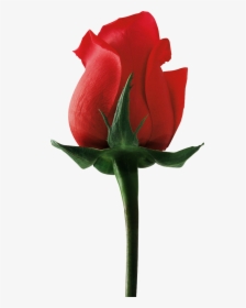 Rose Flower Side View, HD Png Download, Free Download