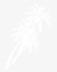Palm Tree - Attalea Speciosa, HD Png Download, Free Download