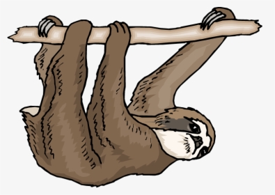 Sloth Clipart - Three Toed Sloth Clip Art, HD Png Download, Free Download