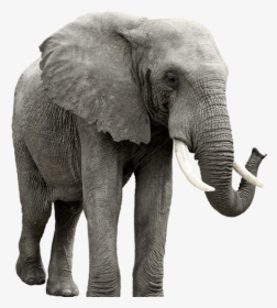 Elephant Transparent Background, HD Png Download, Free Download