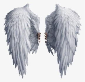 Realistic Angel Wings Png Photos - Transparent Background Angel Wings Png, Png Download, Free Download
