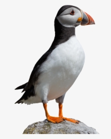 National Trust For Jersey Transparent Background - Puffin Png, Png Download, Free Download