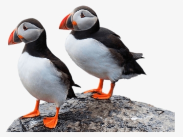 Two Puffins On A Rock - Orkney Puffins, HD Png Download, Free Download