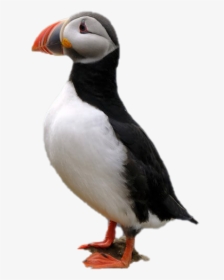Puffin Png Image - Atlantic Puffin, Transparent Png, Free Download