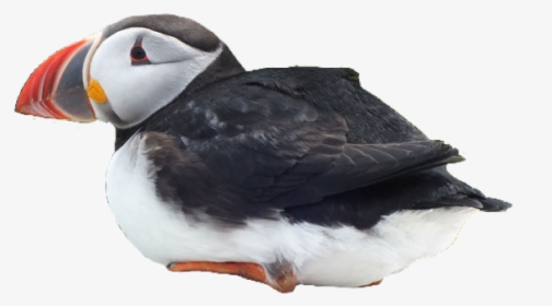 #puffin #bird #cute #pngs #png #lovely Pngs #usewithcredit - Atlantic Puffin, Transparent Png, Free Download